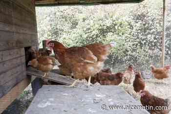 Grippe aviaire: l'Etat compte abattre plus d'un million d'animaux supplémentaires