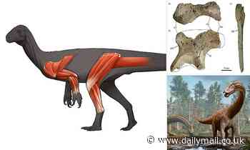 Fossils: Early ancestor of diplodocus ran on its back legs and used its forelimbs to grasp FOOD