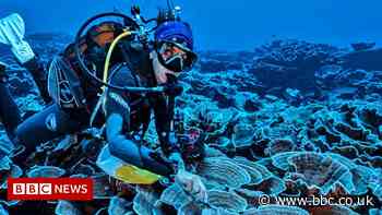 Giant pristine coral reef discovered off Tahiti