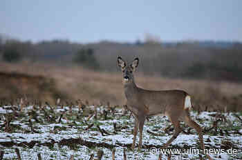 Rehe springen auf die Straße