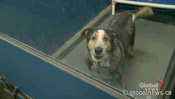 Talks underway to fill Saskatoon SPCA animal welfare enforcement void, no solution yet - Globalnews.ca