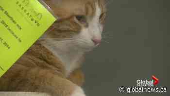 Saskatoon SPCA to stop investigating animal abuse and neglect complaints - Globalnews.ca