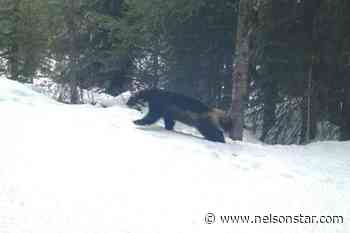 Industrial development giving coyotes an edge in wolverine habitat: study - Nelson Star