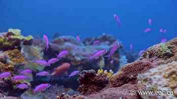 This coral reef has only just been discovered, and it's undamaged by climate change