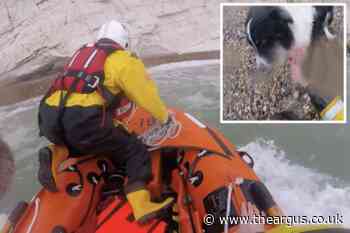 Newhaven RNLI save dog who fell 100ft from splash point near Seaford