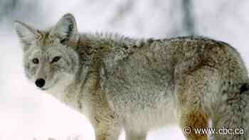 Industrial development giving coyotes an edge in wolverine habitat, new study shows