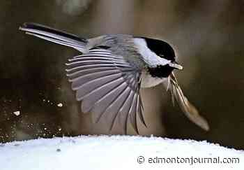 Edmonton weather: Freezing rain warning followed by a chance of more rain