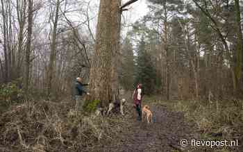 De dikste boom van Dronten laat zich niet makkelijk omhelzen - flevopost.nl
