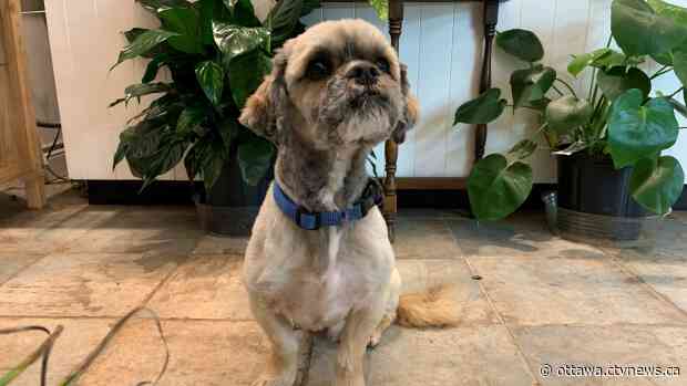 Ontario dog who ran off on Boxing Day returns home