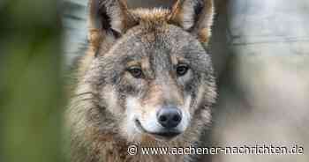 Zwei Schafe im Stadtwald gerissen: Experten auf den Spuren des ersten „Verdachts-Wolfes“