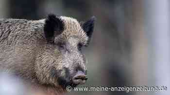 Jäger misst bei Wildschwein in Bayern bedenklich hohe radioaktive Belastung - Grünen-Politiker warnt vor Gefahr
