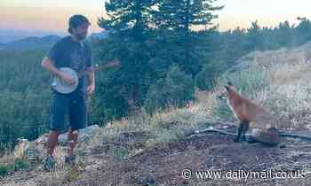 Fox sits down to listen to banjo player [Video]