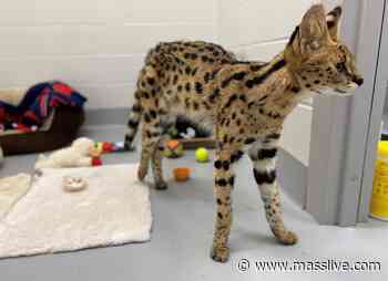 African serval named ‘Bruno’ found in Lincoln, Mass. backyard arrives at ‘forever home’ at wildlife sanctuary - masslive.com