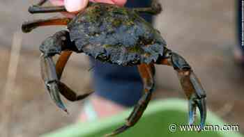 Emergency order to tackle green crab infestation in Washington