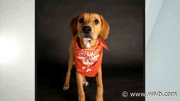 Locally adopted dog to play in this year's Puppy Bowl