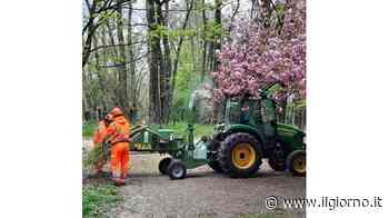 A Lissone il maxi-pianodi potature degli alberi e sistemazione del verde - IL GIORNO