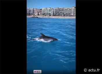 Dauphin nageant le long de la plage à Nice : quels sont les bons gestes à adopter ? - actu.fr