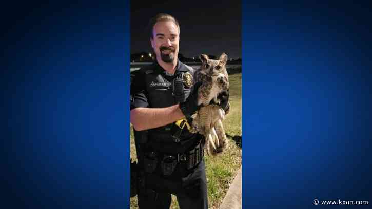 'Alive and well!': Georgetown officers save owl stuck in semi truck's grill