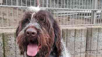 Witten: Arche Noah sucht neues Zuhause für Griffon Valbert - Westdeutsche Allgemeine Zeitung