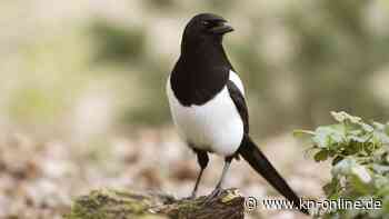 Zehntausende Franzosen bangen um in Supermarkt gefangene Elster