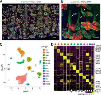 Cellular and molecular architecture of submucosal glands in wild-type and cystic fibrosis pigs - pnas.org