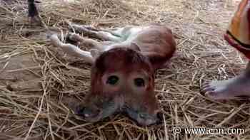 See rare two-headed calf born in India