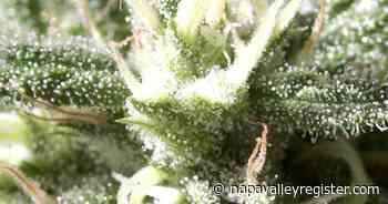 Napa City Council approves ordinance allowing retail sales of adult-use cannabis - Napa Valley Register