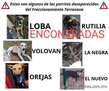 Procederán legalmente contra Casas Carpín por desaparecer a perros resguardados - plumas libres