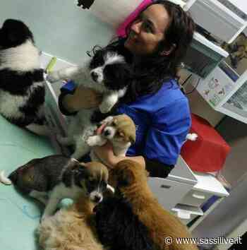 Servizio di reperibilità dei medici veterinari a Matera, bilancio Ordine dei Medici Veterinari della Provincia di Matera primi 9 mesi di attività - Sassilive.it