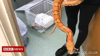 Snakes found abandoned in Roydon car park