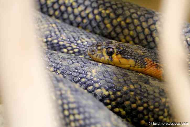 Maryland Man Found Dead With Over 100 Snakes In His Home