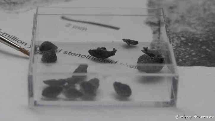 505-million-year-old fossils, found by Calgary scientist, shed light about how life evolved on Earth