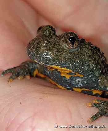 Gelbbauchunken am Rande des Scherrackers - Steinen - Badische Zeitung