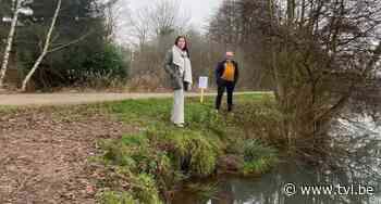 Oevers van Paalse Plas in Beringen worden verstevigd - TV Limburg