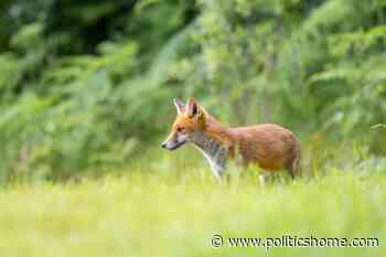 Is it time to ban trail and drag hunting? Rachel Maskell says Yes - PoliticsHome