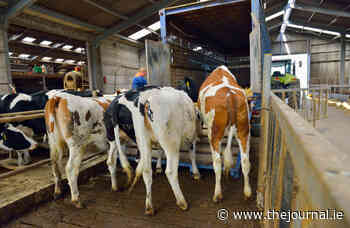 MEPs vote in favour of proposals on live animal transport with some last-minute changes - TheJournal.ie