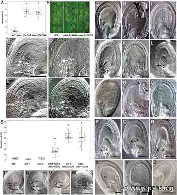 A mitochondrial ADXR–ADX–P450 electron transport chain is essential for maternal gametophytic control of embryogenesis in Arabidopsis - pnas.org