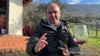 In vigna con Marco Falcone: 'Più attenzione fra i filari per non devastare il futuro'' - Repubblica TV