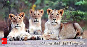 Gujarat: Lions at Sakkarbaug zoo to be part of coronavirus vaccine trial - Times of India