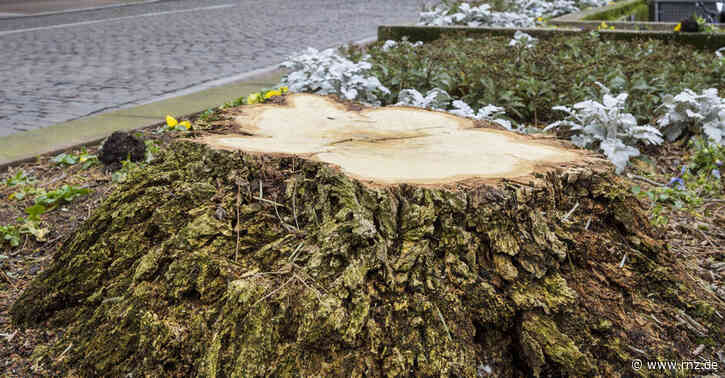 Heidelberg:  Ärger über gefällten Baum in der Altstadt