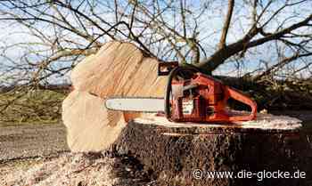 Beratung über Baumschutzsatzung in Rheda-Wiedenbrück - Die Glocke