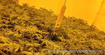 £400,000 cannabis raid in Coventry sees police find plants in every room of house - Coventry Live