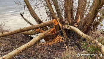 Inwoner Lindenholt: "De bever heeft zijn grenzen bereikt" - RN7