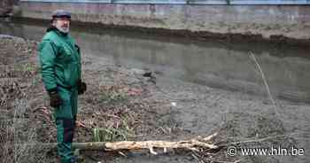 “Ze zijn hier al met twee”: op zoek naar de bever in hartje Leuven - Het Laatste Nieuws