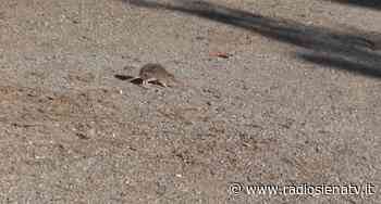 Siena: aumenta la spazzatura per strada, topi a spasso - RadioSienaTv