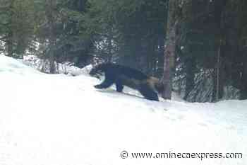 Industrial development giving coyotes an edge in wolverine habitat: study - Omineca Express