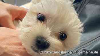 Hundewelpen stehen im Internet zum Verkauf: Augsburger Polizei schreitet ein - Augsburger Allgemeine