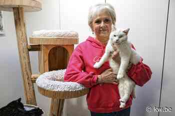 Krak van Menen: “Huisdieren worden nog te veel als cadeau gegeven” - KW.be - KW.be