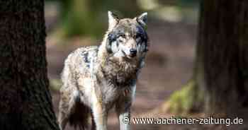Aachen: Experten auf den Spuren des „Wolf-Verdachts“ - Aachener Zeitung
