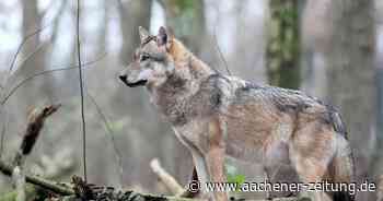 Verdacht: Ist ein Wolf im Wald von Aachen unterwegs? - Aachener Zeitung